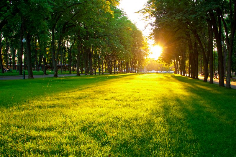 Commercial Landscape Service detail