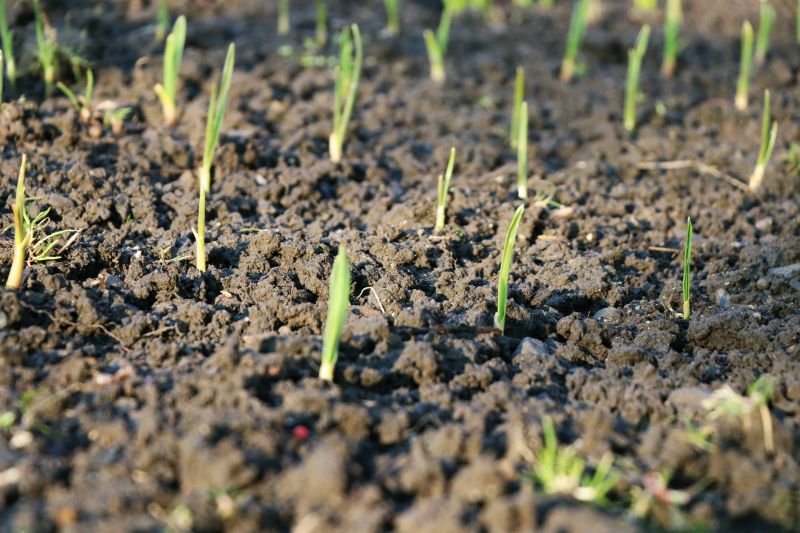 Spring Landscape Preparation