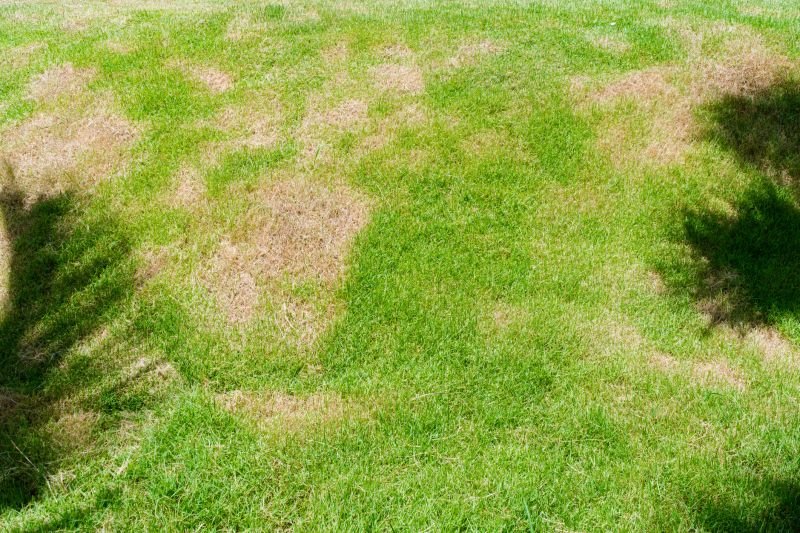 Lawn Rut Repair