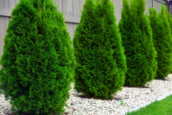 Arborvitae Planting in Glenview