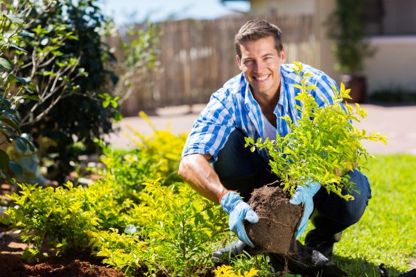 Bush Planting Service in Glenview