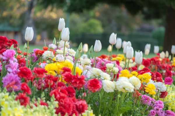 Gardening Service in Glenview