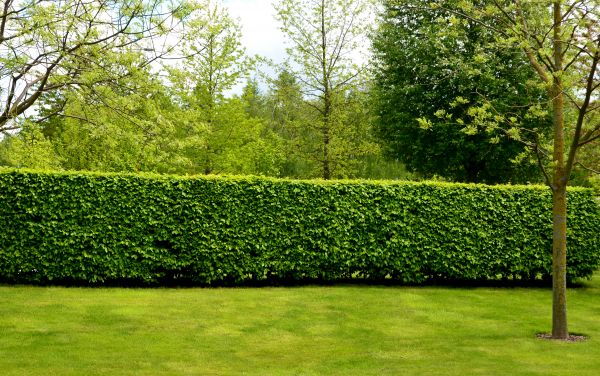 Hedge Planting in Glenview