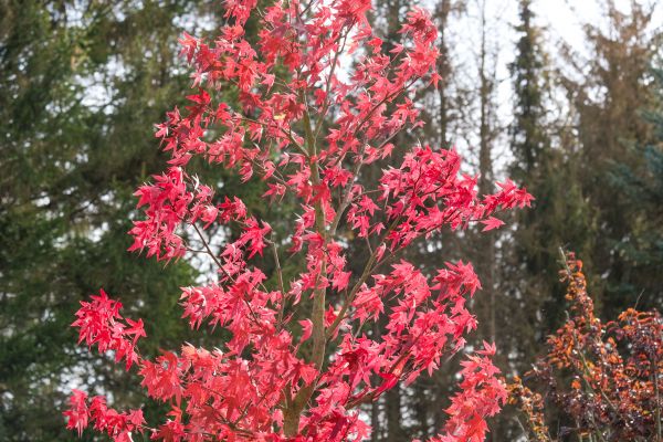 Japanese Maple Planting in Glenview