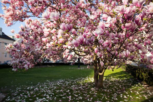 Magnolia Tree Planting in Glenview