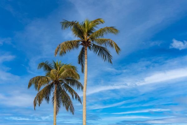 Palm Tree Planting in Glenview