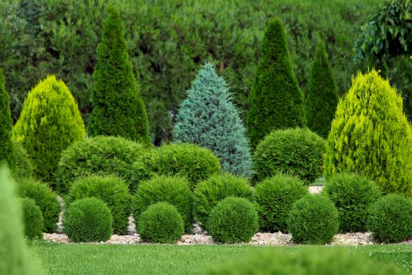 Shrub Replacement in Glenview