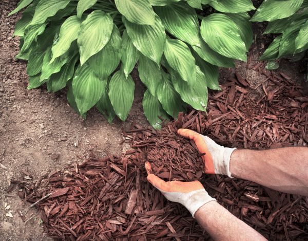 Shredded Mulch Service in Glenview