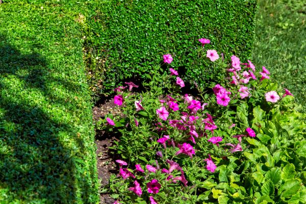 Softscaping Service in Glenview
