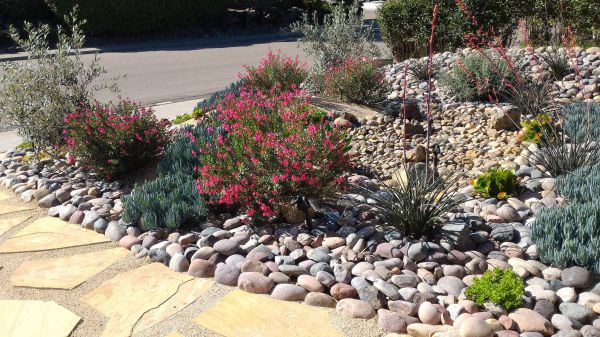 Xeriscape Landscaping in Glenview