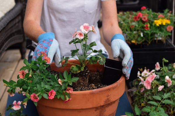 Plant Care Service in Glenview