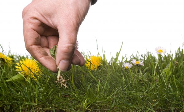 Lawn Weeding in Glenview