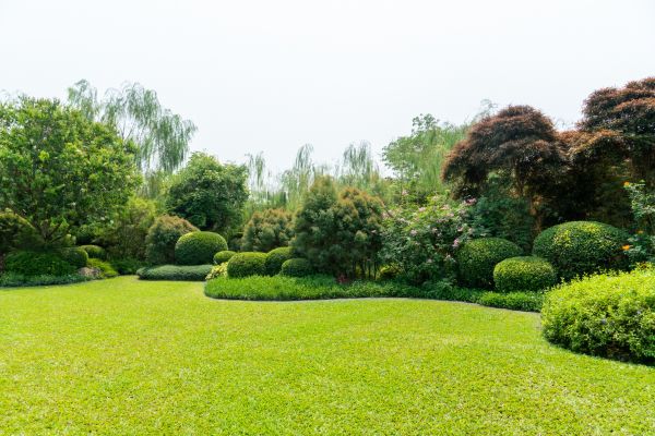 Tree Landscaping in Glenview