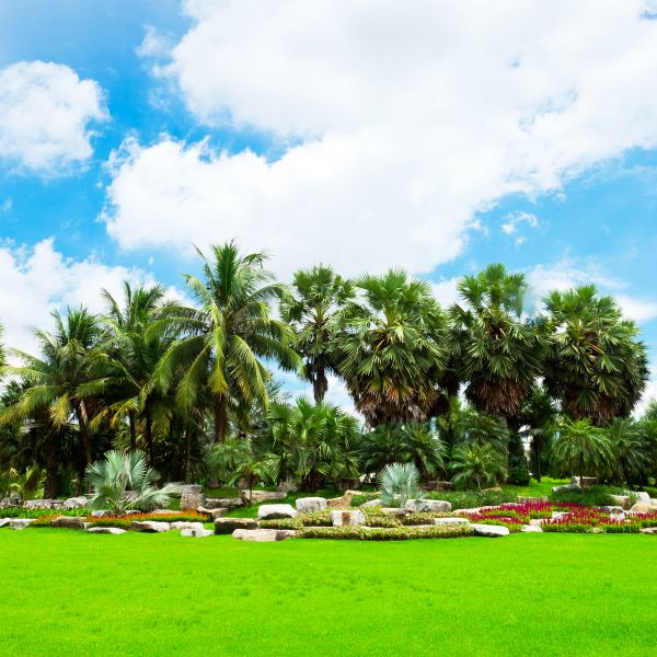 Tropical Landscaping in Glenview