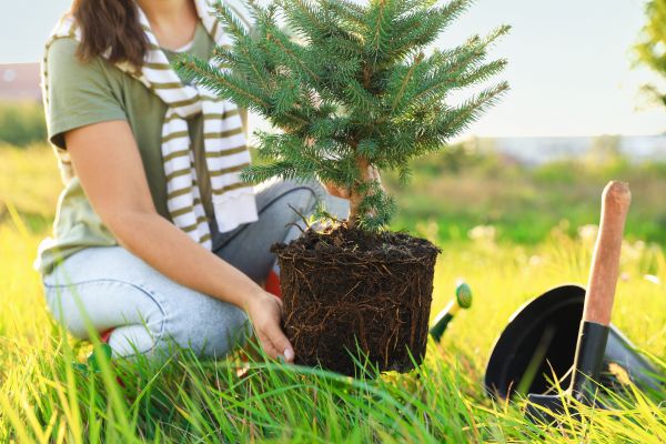 Spruce Tree Planting in Glenview