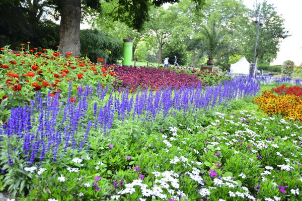 Perennials Planting in Glenview