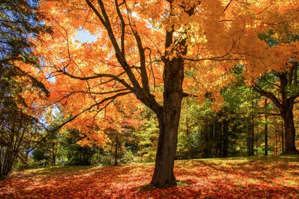 Maple Tree Planting in Glenview