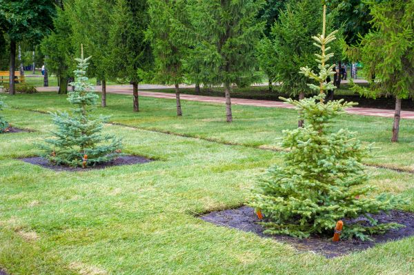 Privacy Trees Planting in Glenview