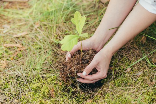 Oak Tree Planting in Glenview