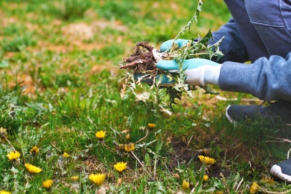 Flower Bed Clearing in Glenview
