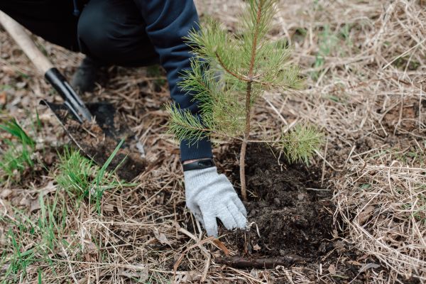Pine Tree Planting in Glenview