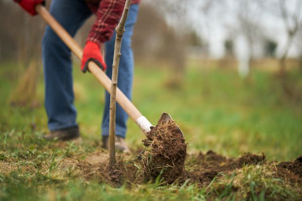 Trees Planting in Glenview
