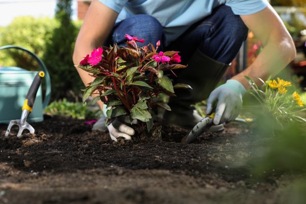 Plant Replacement in Glenview