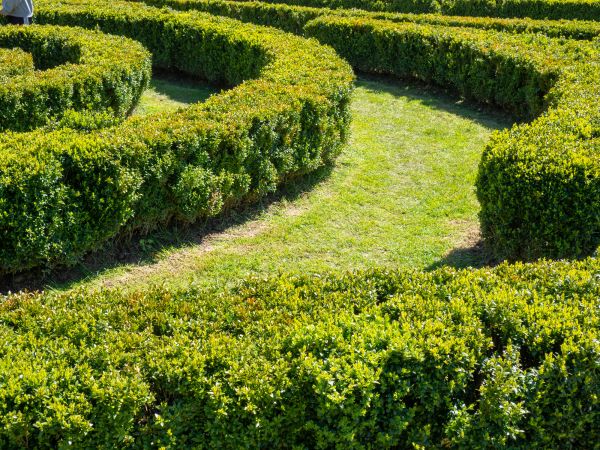 Bush Landscaping in Glenview