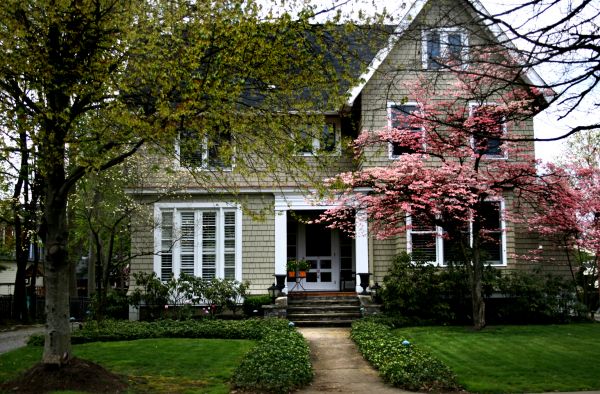 Ornamental Tree Planting in Glenview