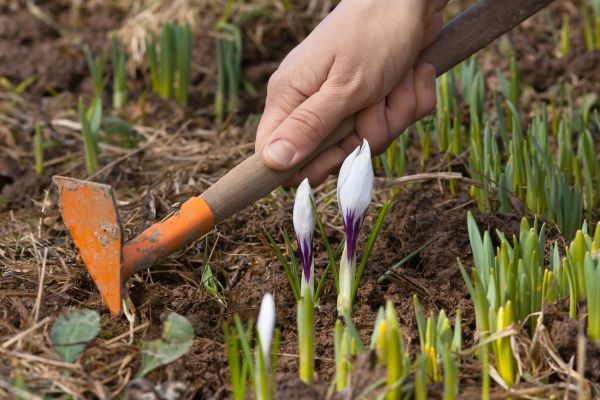 Flower Garden Weeding in Glenview