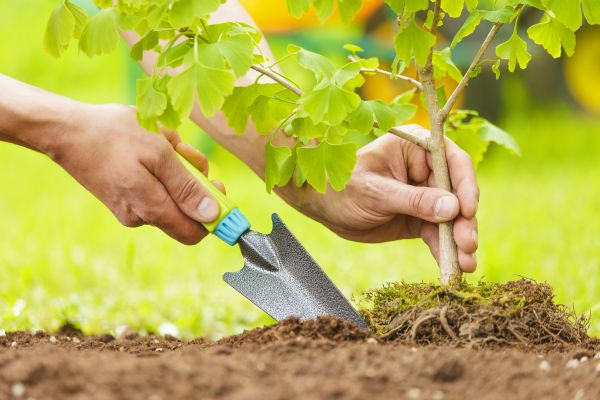 Fruit Tree Planting in Glenview