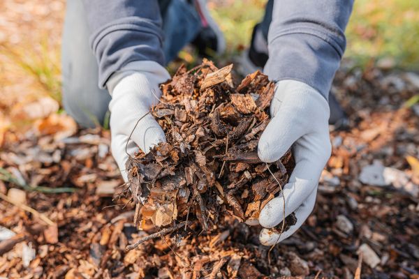 Shredded Mulch Installation in Glenview