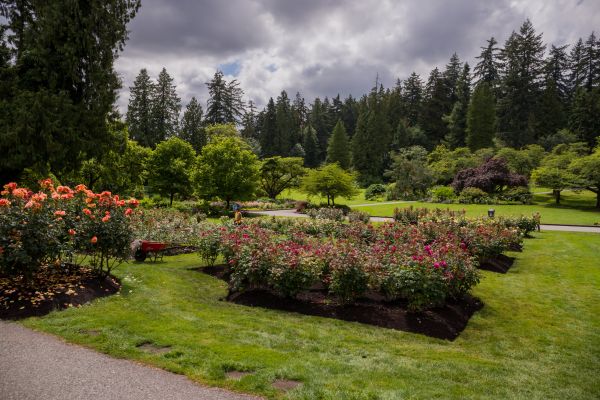 Flower Garden Landscaping in Glenview