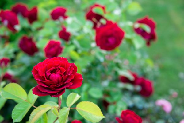 Rose Planting in Glenview