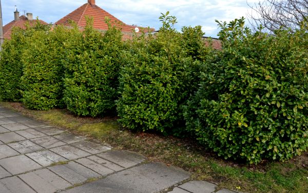 Privacy Shrub Installation in Glenview
