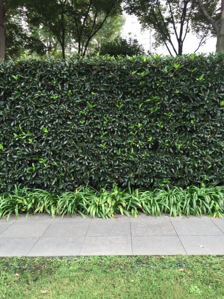 Privacy Shrub Planting in Glenview