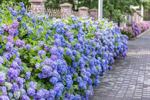 Hydrangea Landscaping in Glenview