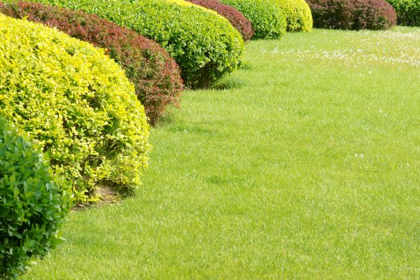 Shrubbery Planting in Glenview