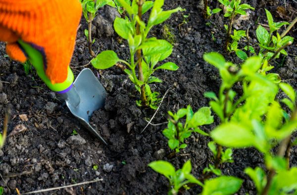 Hydrangea Planting in Glenview