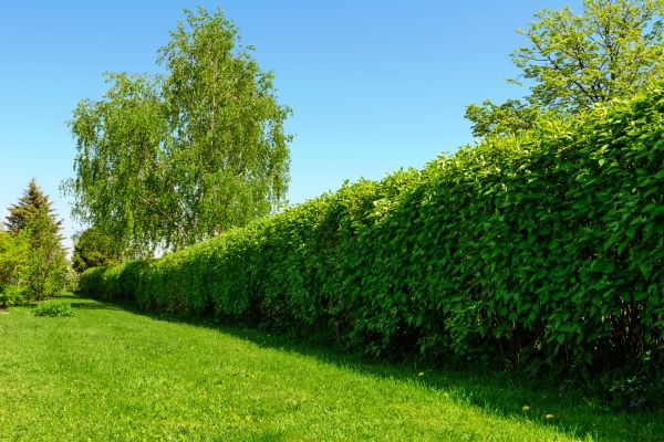 Hedge Replacement in Glenview