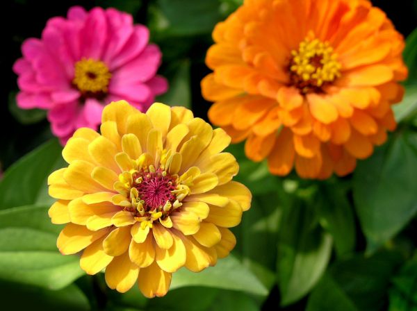 Zinnia Planting in Glenview