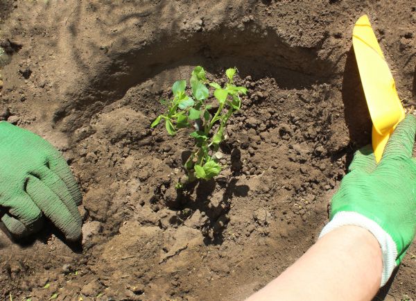 Rose Bush Planting in Glenview