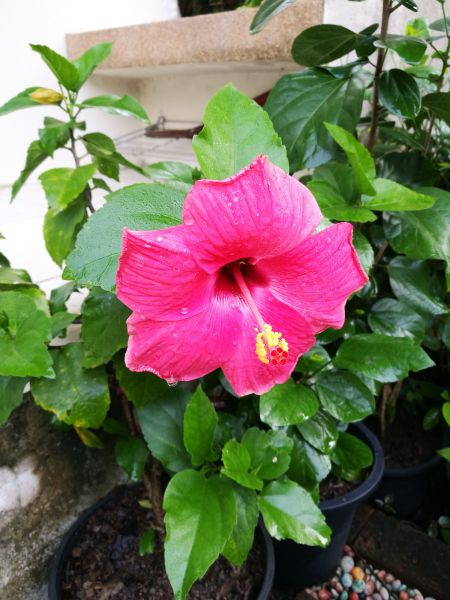 Hibiscus Planting in Glenview