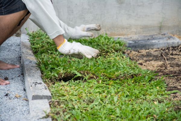 Ground Cover Planting in Glenview