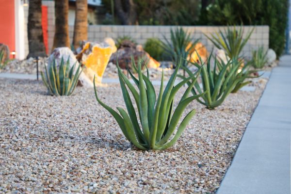 Drought Resistant Landscaping in Glenview