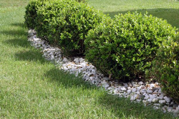 Boxwood Planting in Glenview