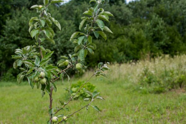 Apple Tree Planting in Glenview