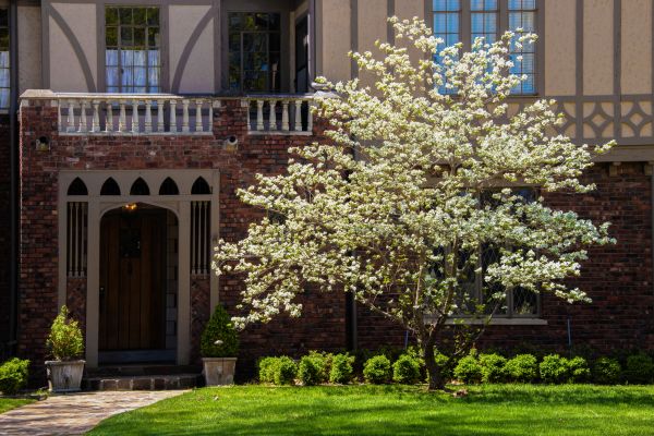Dogwood Tree Planting in Glenview